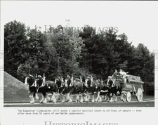 1985 Press Photo Budweiser Clydesdale Horses - hpa90207