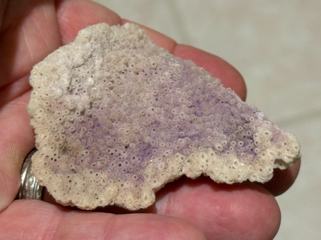 BEAUTIFUL LAVENDER COLOR CORAL