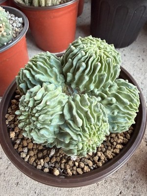 Rare Cactus Cluster 