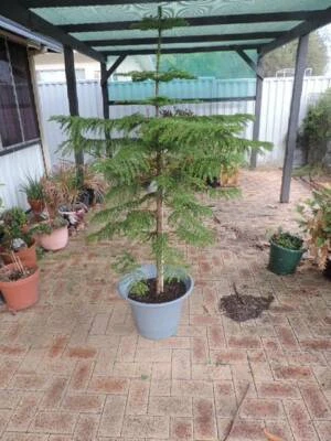 Norfolk Pine Home Garden Gumtree Australia Free Local Classifieds Norfolk Pine Home Garden Gumtree Australia Free Local Classifieds