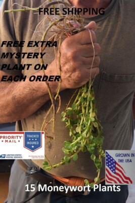 15 moneywort plant plants live aquarium plants aquascaping planted tank easy  