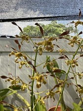 TEN PLANTS Lot Of 10 Dendrobium Orchids Instant Collection Shipped Bare Root Gg