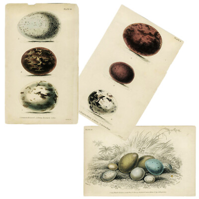 3 Prints! 1833 JARDINE & LIZARS NATURALIST LIBRARY Hand-colored