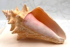 Queen Horned Conch Seashell Natural Pink Shell Ocean Vintage No Polish or Glaze