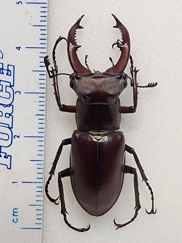 Lucanus elaphus male 43.50mm Indiana Lucanidae Stag Beetle Insect Bug