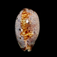 SEASHELL - Lyncina lynx - SPECIAL COLOR, 41.9MM, VIETNAM