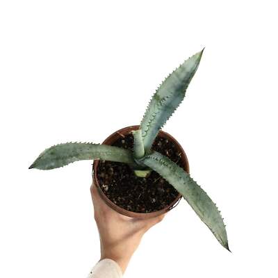 Agave marmorata - NO titanota variegated | eBay