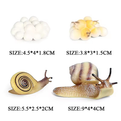 Life Cycle Snail Set Animal Toy PVC Action Figure Doll Kids Toy Party Gift