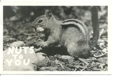 RPPC Nuts To You Postcard Old Vintage Squirrel