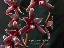 Cymbidium Alcor 'Embers' HCC/AOS, B/CSA, IN SPIKE/IN BLOOM 