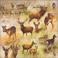 20 Servietten Collage Of Deers Collage Hirsche Rehe Wald Wild Jagd Tiere 33X33Cm