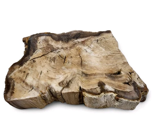 Petrified Wood Slice Polished Top Natural Edge Stone Decor Display