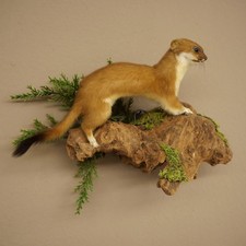 Hermelin Wiesel Sommer Fell Pr&auml;parat H&ouml;he 17 cm Tierpr&auml;parat 89.2.97