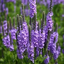 Hoary Vervain Seeds, Hoary Verbena, Violet Blue Flower, FREE SHIPPING
