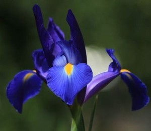 Blaue Iris Blumenzwiebeln winterharte Blumen für den ...