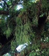 Rhipsalis ssp. PORTO ALLEGRE Rio Grande do Sol, Brazil. 5 cuttings/4 inches each