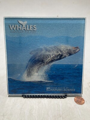 Denver Museum Of Nature & Science Whale Decorative Tile