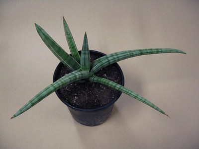 Sansevieria bella "Platinum" --- Very Rare Succulent 4.5" T by 14" W | eBay