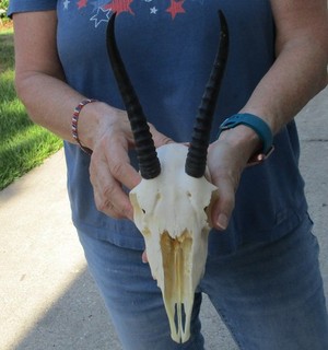 South African Female Springbok Skull with 6 7 inch horns taxidermy # 52186