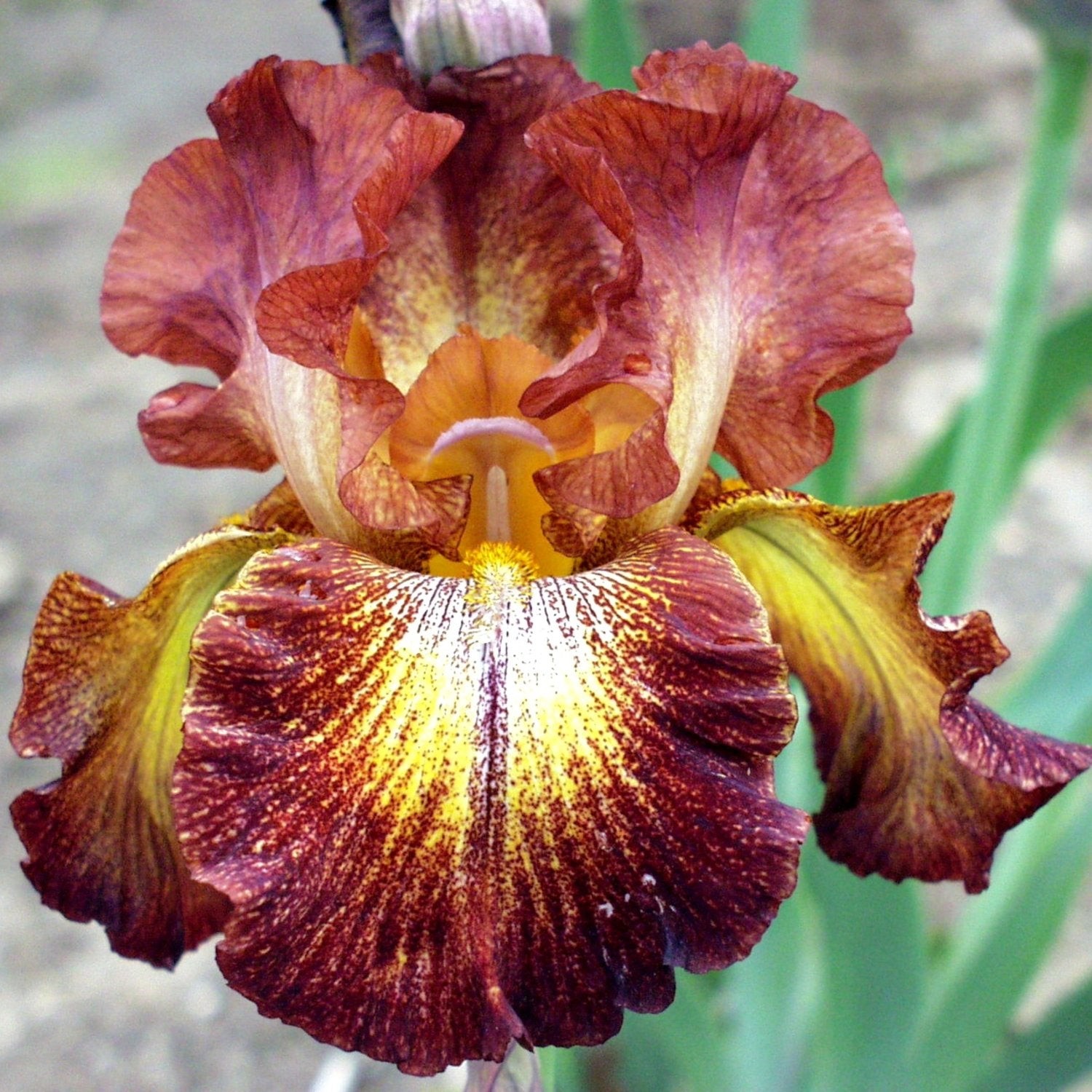 Easy to Grow Bearded Iris Paprika Fono Plant Bulbs, Spring & Fall Flowers
