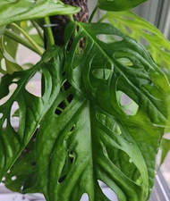 Monstera Adansonii Swiss Cheese 7 Rooted Cuttings Indoor/Outdoor House Plant