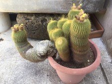 Cactus Notocactus (Parodia )  Leninghausii Height 28 Ramo prostrato cm 41 (*)