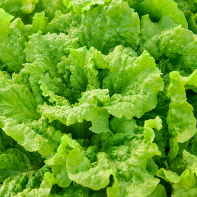 #ad Black Seeded Simpson Lettuce Seeds 600 Leaf Vegetable NON GMO US FREE SHIPPING $1.59