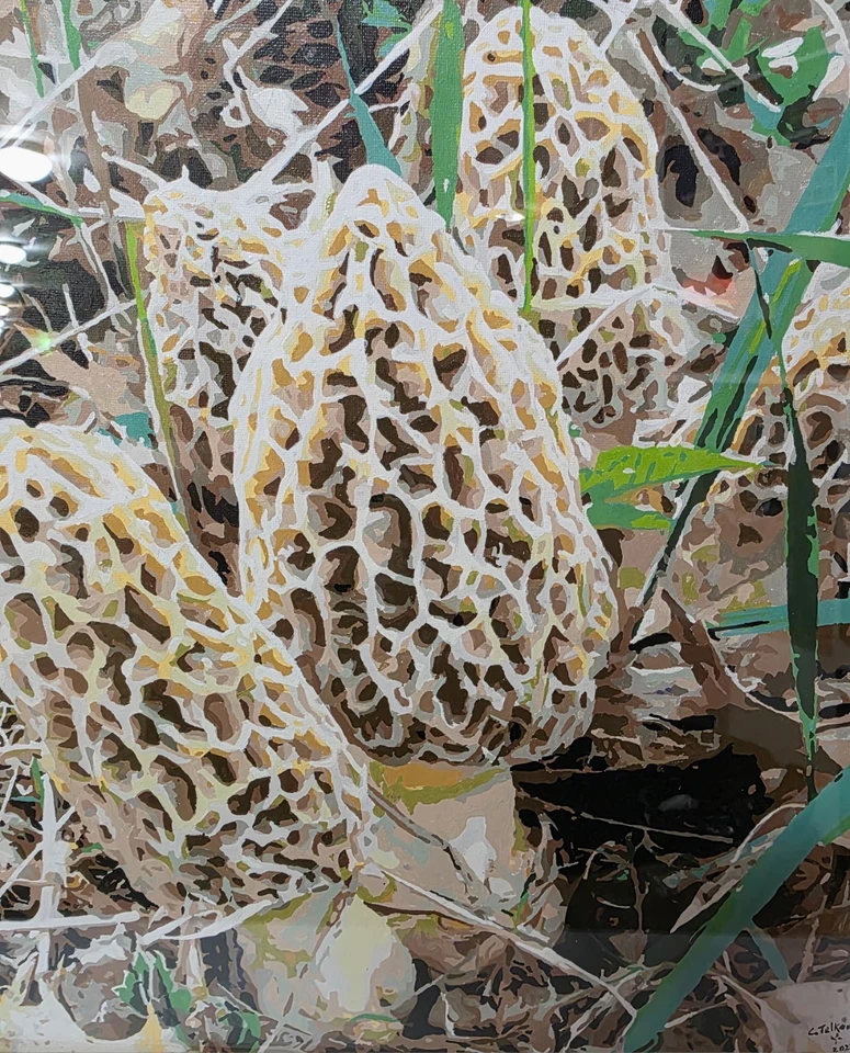 🍄 Setas Morel Pintura Por Números Acabado Pintura Firmado Marco Madera 18x18 🍄 Foto 3 de 4