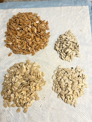 #ad Dill#x27;s Atlantic Giant Pumpkin Seeds 2 . Howard Dill Winner 2024 Huge Orange $15.00