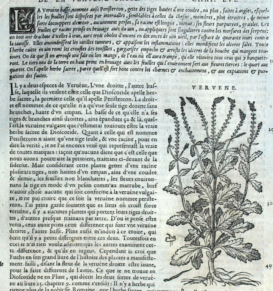 The Verbena Engraving Botanical Matthioli Mattioli Matthiole ...