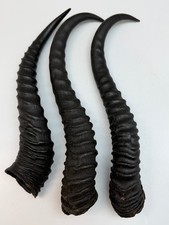 Male Springbok Horns 8"  11"Quantity: 1 Horn Size: 8" to 11" Springbok horns,