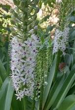 5 PINEAPPLE LILY BULBS, Gorgeous Star Shaped Blooms. Gift-2 PINK WATSONIA PLANTS