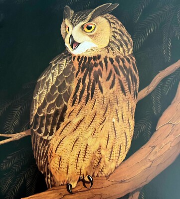 Eagle Owl Art Print Color Plate Birds Of Prey Vintage Nature 1979 DWT11A