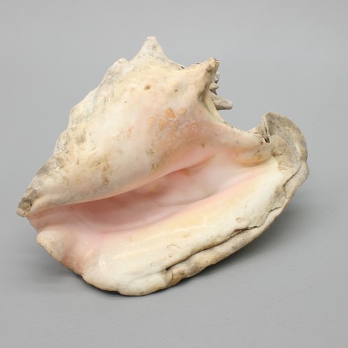 Conch 5 Pound Sea Shell 10" Pink White Ocean Beach Seashell - Picture 5 of 7