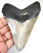 MEGALODONTE DENTE DI SQUALO - DENTI DI SQUALO VERI FOSSILI MEG - 4,10" NO RESTAURI