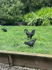 12+ Ayam Cemani Fertile Hatching Eggs - Pure Black Chickens
