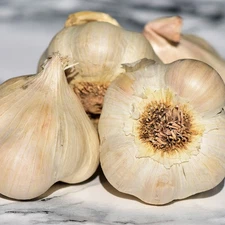 ORGANIC COLOSSAL SOFTNECK SEED GARLIC BULBS JUMBO LARGE BULB HEIRLOOM USA GROWN