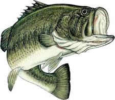 Large Fishing Bass Fish Sticker Decal Bumper Sticker Auto Decal Car Truck Boat R