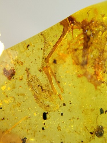 Fossil amber Insect Burmese burmite Cretaceous Lizard skeleton insect Myanmar - Picture 8 of 12