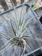 Fresh picked Large Florida Tillandsia Air plant