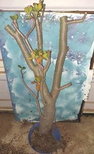 XL Pre Bonsai Jade Crassula Ovata 38" Tall Great Style 40 yr old Succulent