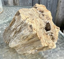 SUPERB* 5 # Petrified Fossil Wood~Clam Bored~Druzy~Perfectly Replicated Detail