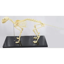 Feline Skeleton Anatomical Model Education Model Cat Feline Skeleton Anatomical