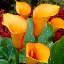 Imported Winter Calla Lily Imported orange Pack of 2 Bulbs