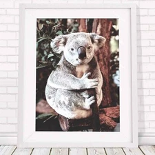 Koala - Australian Native Poster Picture Print Sizes A5 to A0 **FREE DELIVERY**