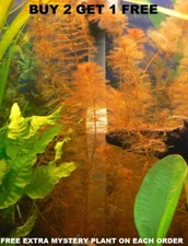 Myrio Tuber Red BUY2GET1FREE planted tank aquarium live plant planted tank 