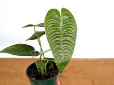Anthurium Veitchii 'Narrow' King Live Tropical Houseplant Indoor Aroid