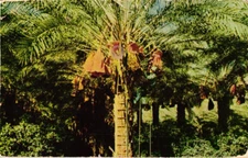 Palm Springs California Ca. Worker Harvesting Dates 1959 Chrome Postcard