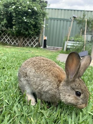 baby rabbits for sale gumtree
