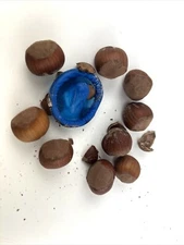 Novelty Party Prank, Joke, Condom in a Hazelnut, Party NUT Trick 10 Nuts